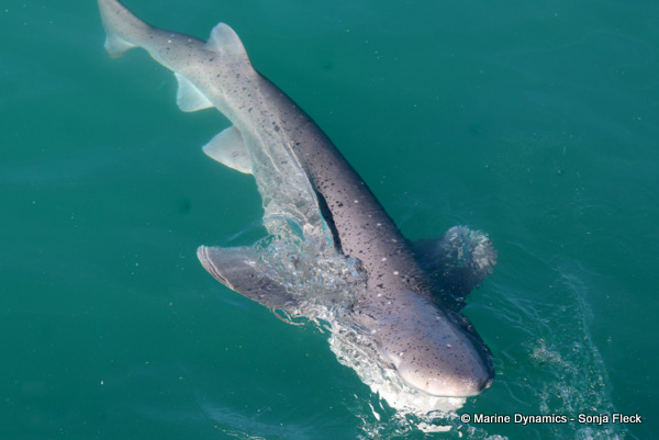 Sevengill shark, South Africa